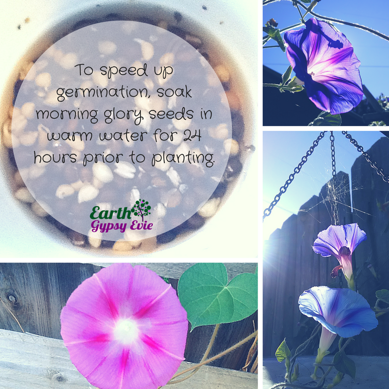 EviesBotanicals's tweet photo. Do you plant morning glories in your garden? Here's a great tip.⠀
***
#EarthGypsyEvie #magicalgarden #morningglories #gardeningtips #organicgarden #holisitcwellness #holisticwellnessblogger #blogger #Earthbasedliving #holisticliving #gardening https://t.co/3tvmQMNc2K