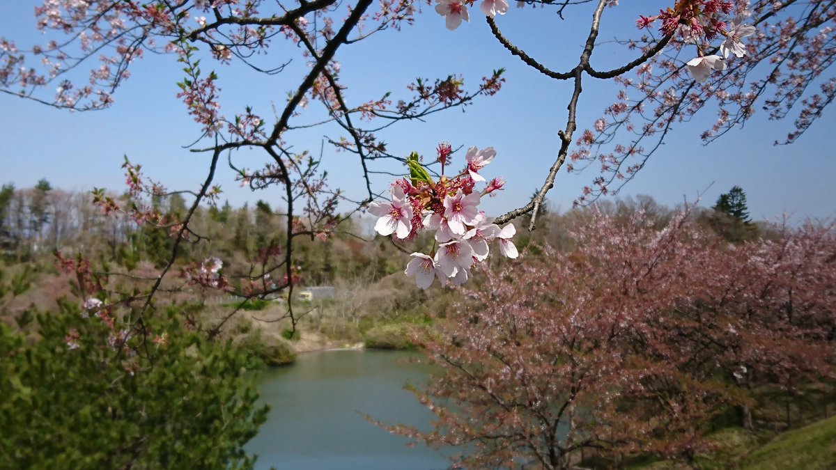 仙台市泉区桂の、大倉緑地までお散歩☆
いやー、ここ、満開の時に来たかったわー(笑)
しかし、半分以上散っているのですが、それでも薄いピンクで染められているのが見事でした(≧▽≦)