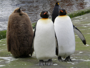 公式 ルナルナ 動物園に行ったとき えーキングペンギンのヒナって 茶色いらしいよ 探そう え 大き え ってなったことを覚えています かわいいですよね 大きいヒナも モフモフなんかなあ