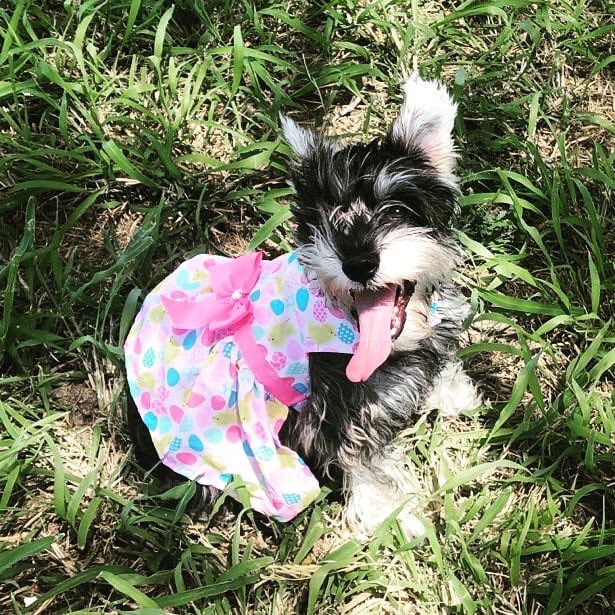 Yvonnecaceres1's tweet photo. My absolute Favorite Easter Bunny #CardiV https://t.co/Ob33jArEGo
