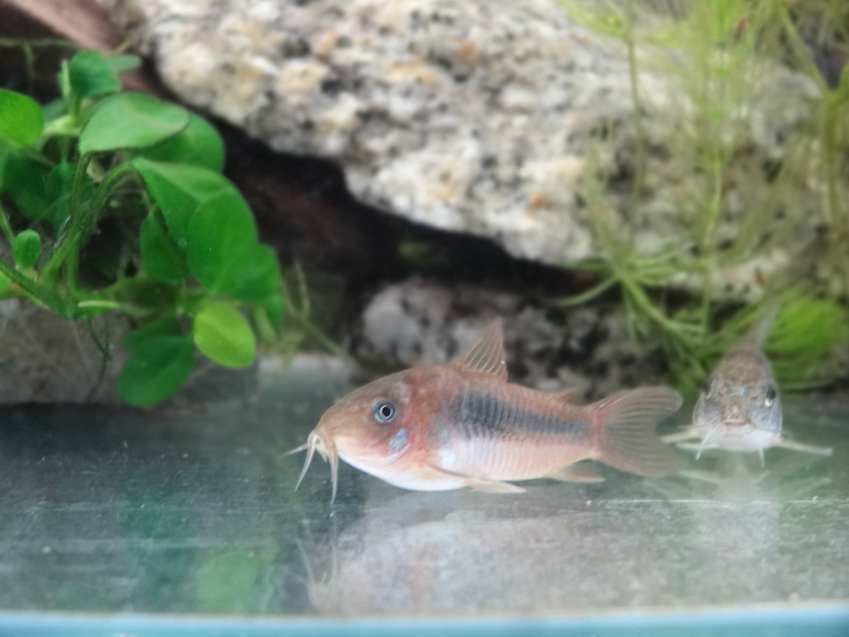 赤コリ 赤コリ