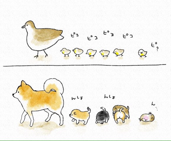 カルガモ親子と柴犬親子? 