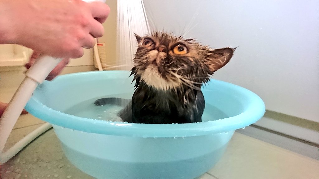 お風呂好きな猫 Twitter પર હૅશટૅગ