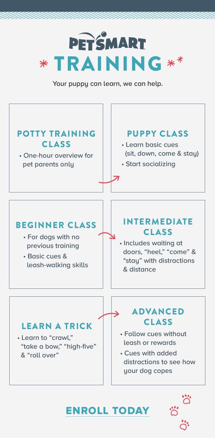 How Long Are Dog Training Classes At Petsmart