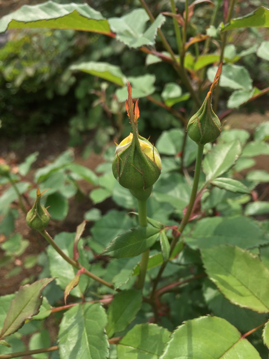 EngRosarian's tweet photo. My 'The Poet's Wife'. 22/4/2019
#DavidAustinRoses #gardening #Rose #イングリッシュローズ https://t.co/JUsjTFYsta