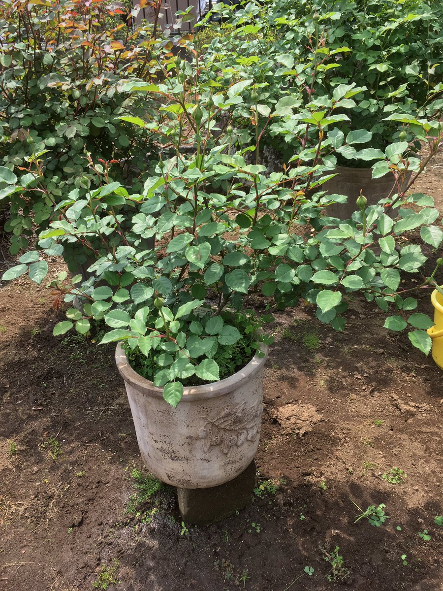 EngRosarian's tweet photo. My 'The Poet's Wife'. 22/4/2019
#DavidAustinRoses #gardening #Rose #イングリッシュローズ https://t.co/JUsjTFYsta