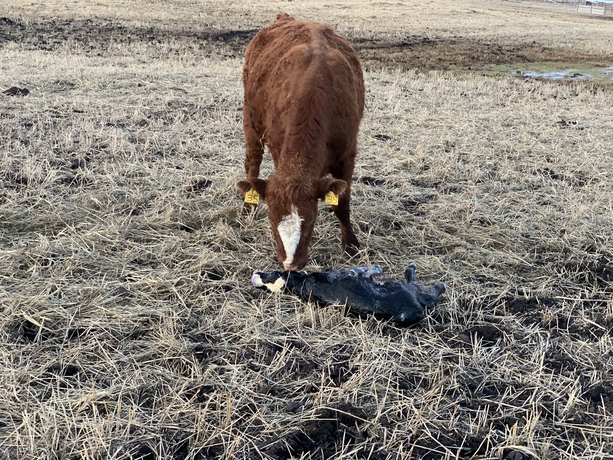 Happy easter y’all. Not matter what day it is, calfn don’t stop, cows gota be feed, eggs gota be picked. #urwelcomeforfeedingu