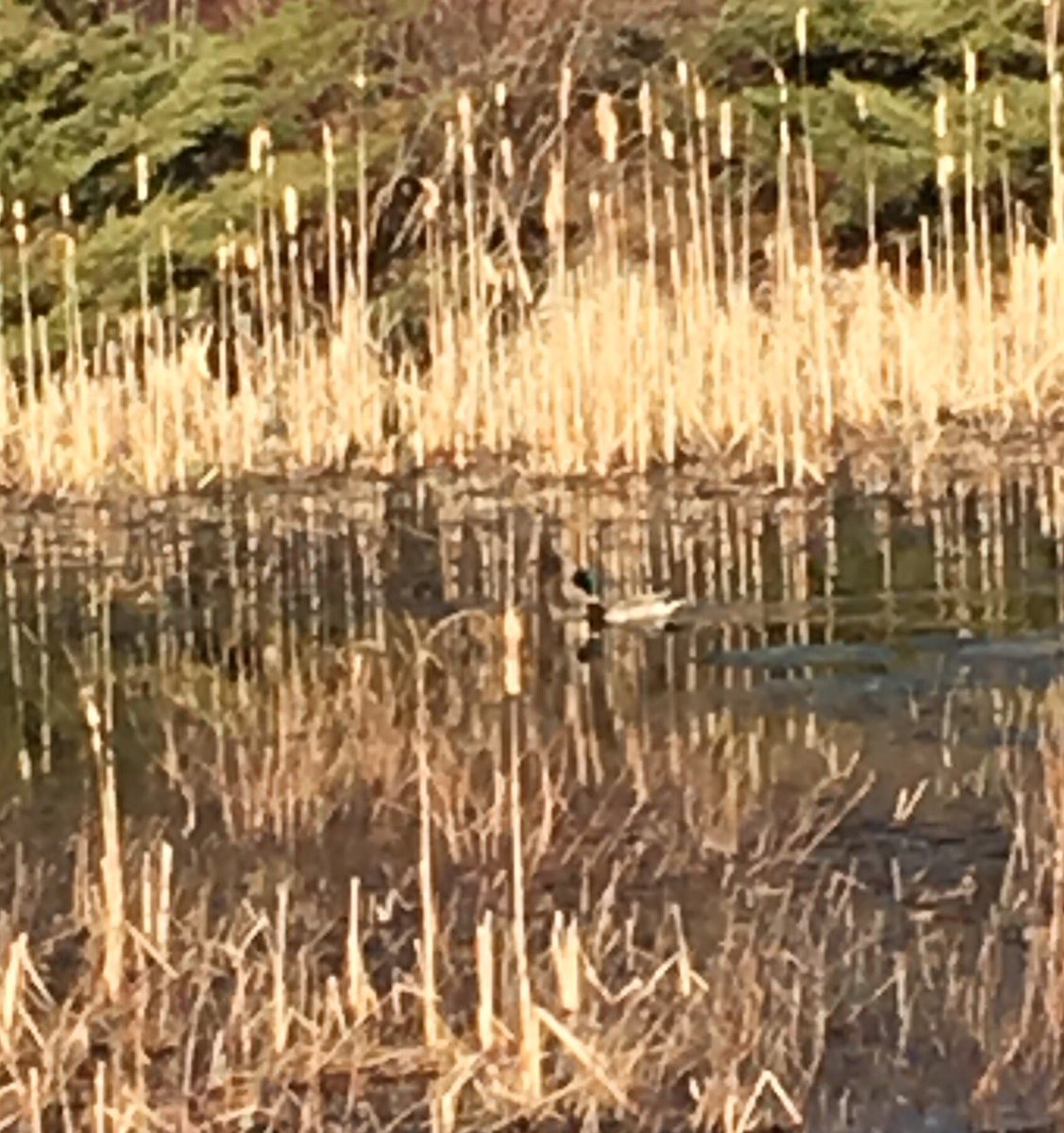 #stonehillbiodiversity