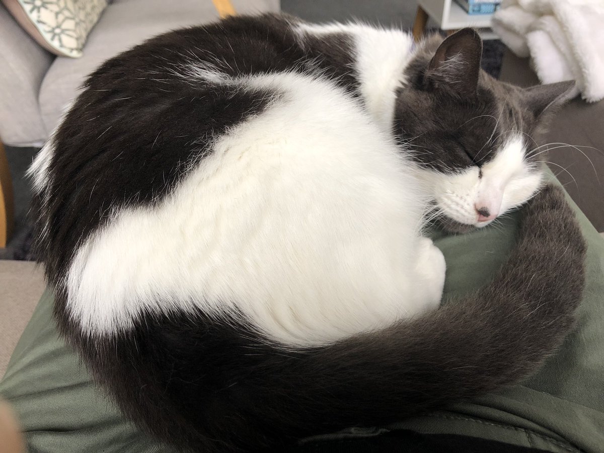 narrat1vely's tweet photo. I think this is nature’s way of telling me to take the arvo off writing. #phdchat #laptoporcat #catwon https://t.co/COL9UCSeQP