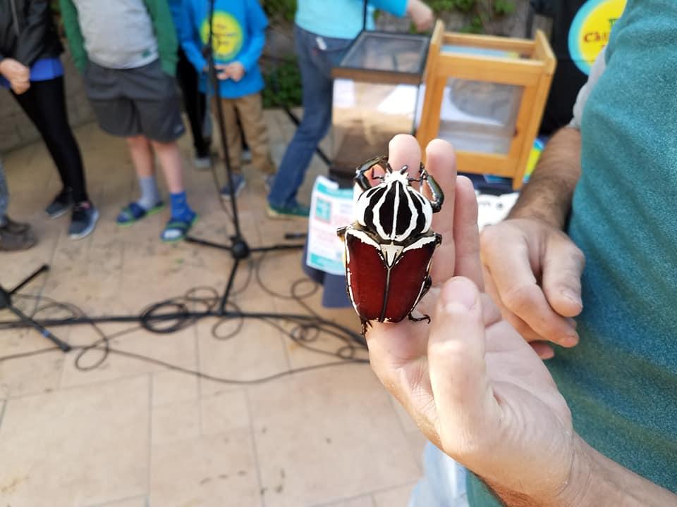 TCHRadio's tweet photo. We had Jason Schaller, the entomologist from the @abqbiopark Bugarium on the show Saturday. Jason inspired some young bug lovers to find their own critters to share. #KidsPublicRadio #BugOn https://t.co/8ewz2rZ6Gu