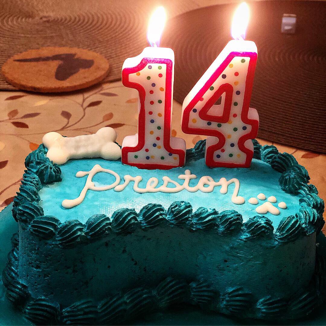 puggle's tweet photo. Belated Birthday Celebration https://t.co/ZuRfs8Icp5
