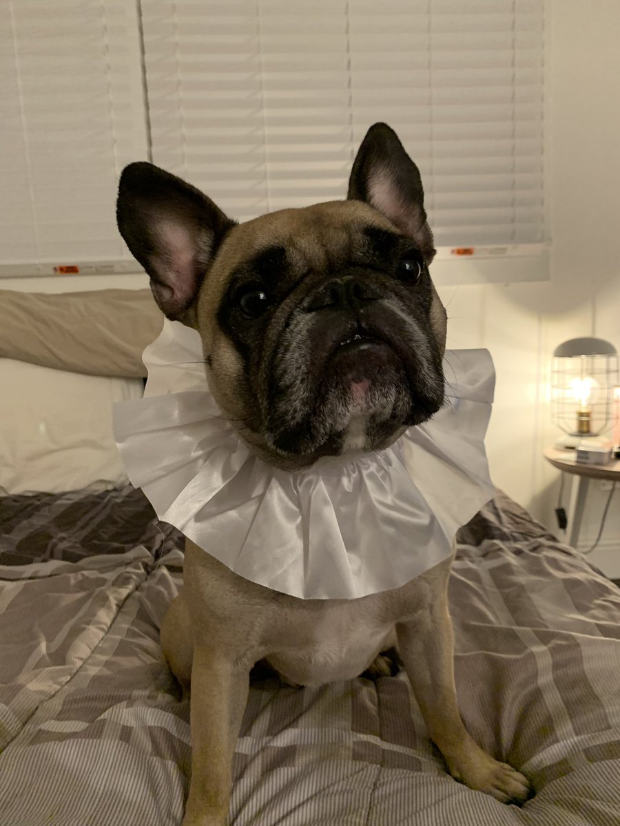 TheScottyMcB's tweet photo. ye olde woof https://t.co/A0vFKVb0H5