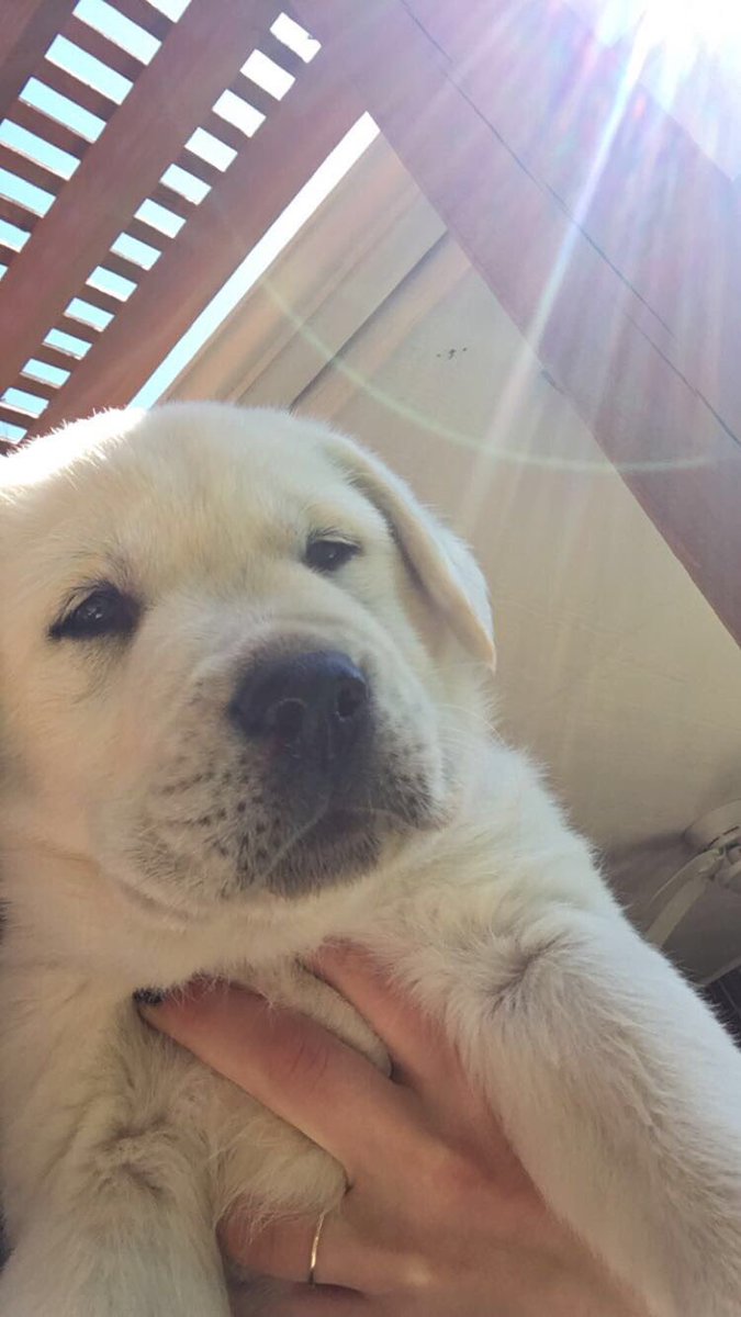 This is it, meet chief