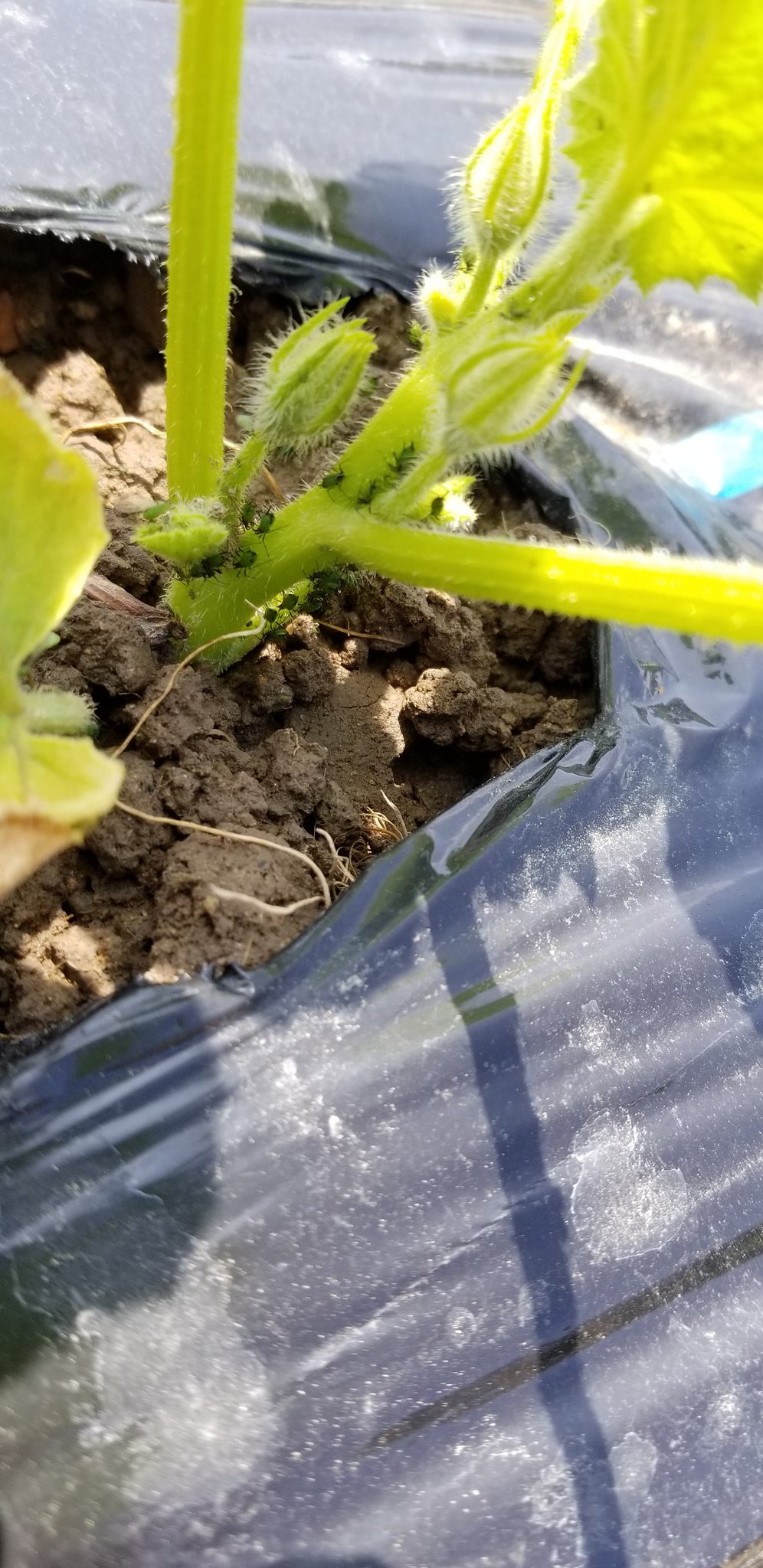 キラリ 家庭菜園垢 Maxmdcfwvseeygm Twitter