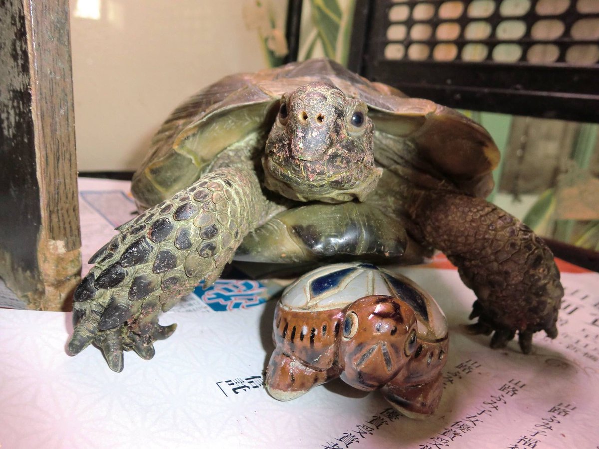 み ちゃ 陸ガメ リクガメ ギリシャリクガメ ムーアギリシャリクガメ 懐かしい写真が出てきました 五輪 赤ちゃんの時は 置き物と同じくらいの大きさだったんだな 今日は風も心地よく ベランダでお日さま いっぱい浴びてもらってます