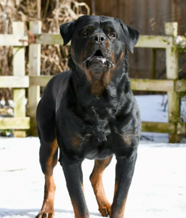 RottweilerMag's tweet photo. Reposting @woodrotts:
...
"Zebi’s Aces High. #auggie #thehammer #ipo3 #workingrottweiler #workingdog #toronto #canada #raw"
#rottweilermagazine #rottweiler #rottweilers https://t.co/nfe2bWblHU