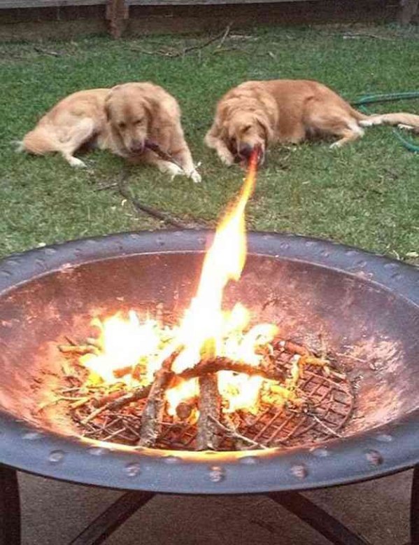 右フック犬と水を操るリスが話題なので 私イチオシの 炎を吐く犬 と 仲間のピンチに颯爽と駆けつけるリス も仲間に入れてあげてください Togetter