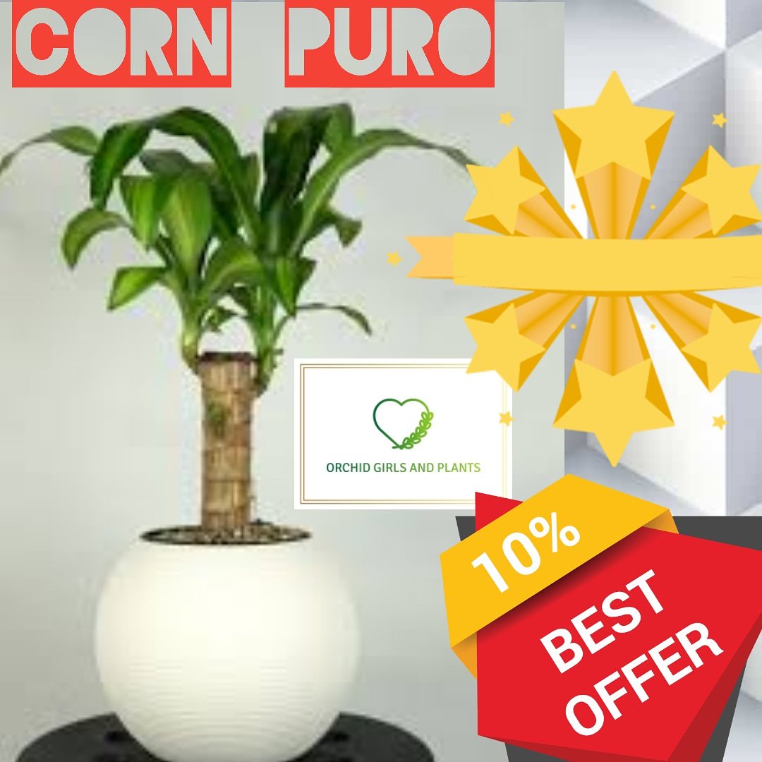 #CornPuro🌷
- Grab this #cornpuro with 10% off💥
=======
▶️Buy Now: 🌐orchidgirls.com
=======
#orchid #plants #nature #newyork #homeplant #instaplant #instaflower #flower #picoftheday
#newyorkflower #homedecor #decoration  #flowers #orchids #orchidgarden #instaorchid