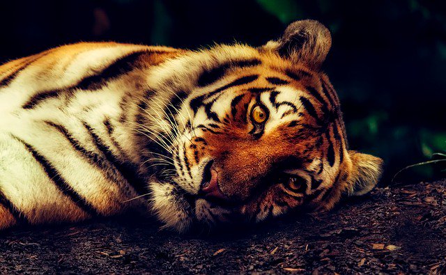 worthydose's tweet photo. A Precious Sumatran Tiger Attacked Keeper as She Was in The Enclosure ‘Due to Error’

👉 https://t.co/c19EXoDqu1

#worthydose #tigerattack https://t.co/WanFfoV674