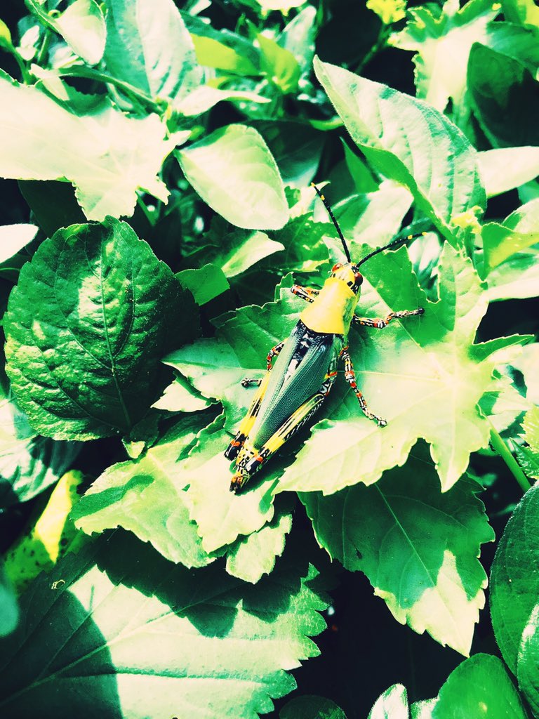 JayLloris's tweet photo. Photo of the day
#Wallpaper #iPhography #InsectShot
Shot & edited by 📱
PhotoCredit📸: Myself
cc @Viaopeimu @GirlxLens @iaminceptive @Iamkwekuchief https://t.co/XPphK01f7w