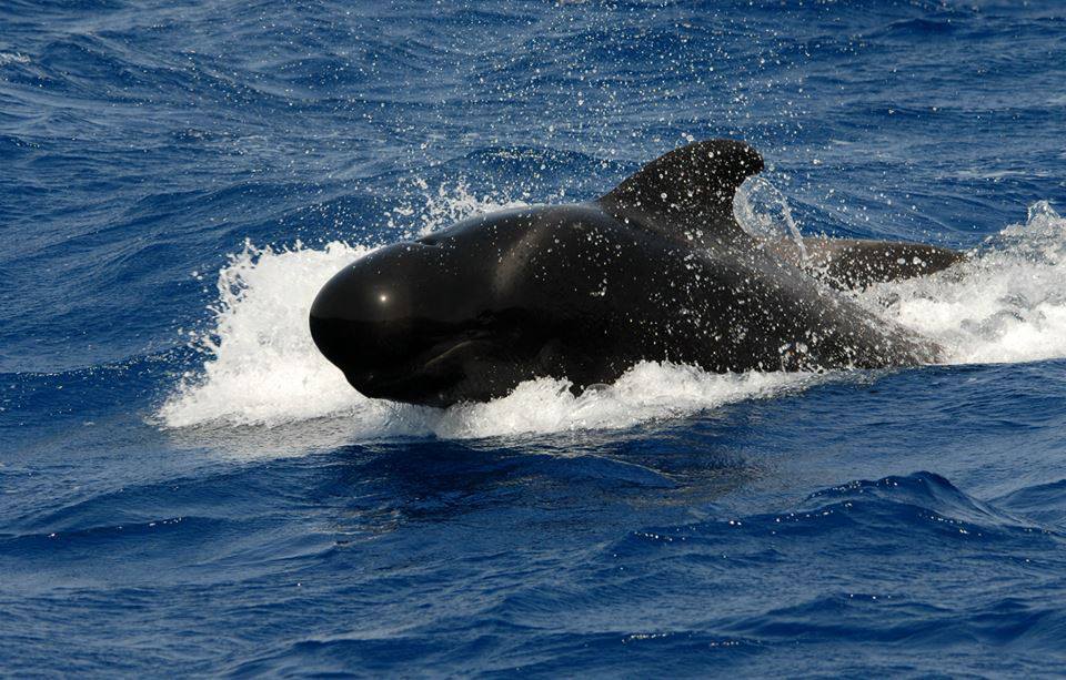 Earth Day: Endangered Species whalenationblog.wordpress.com/2019/04/22/ear…