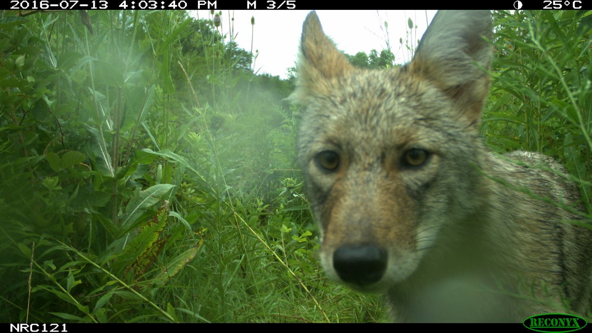 NationalZoo's tweet photo. 📸 Spy on nature for science! 🔬

We are looking for citizen scientists to help our scientists collect photos from #CameraTraps across the U.S. from Sept. to Oct. 2019 #CitizenScience

➡️https://t.co/O3Fi16R7ic https://t.co/WYW53bUnZt