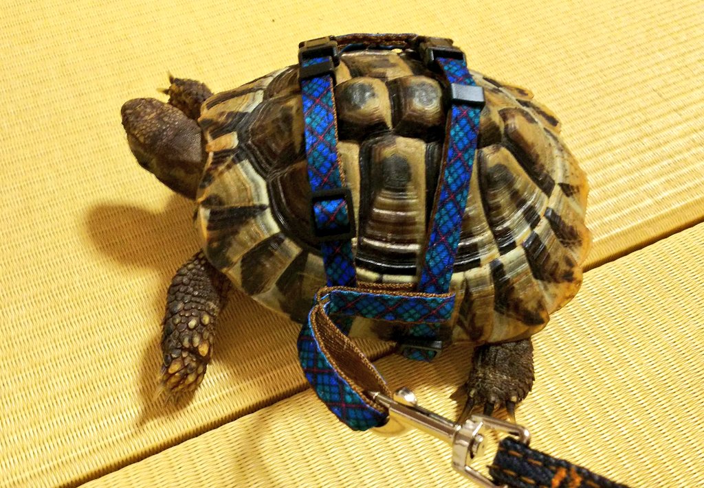 カメん歩 カメん歩
