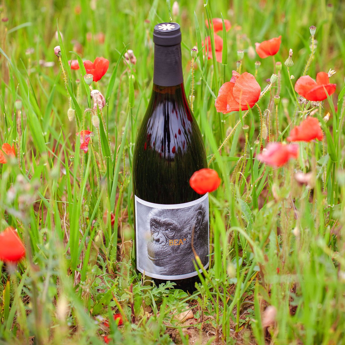la_vinyeta's tweet photo. Per la Mona, un vi #Mono*! 😉👉 "Quan la Bea va sortir a la gran instal·lació exterior, plorava d'alegria al costat de la Coco i d'en Tom!" 🌺 La Bea* és un monovarietal 100% monestrell que hem elaborat en col·laboració amb la @fundaciomona per a la recuperació de primats! 🐵 https://t.co/m5WfNpH7Sx