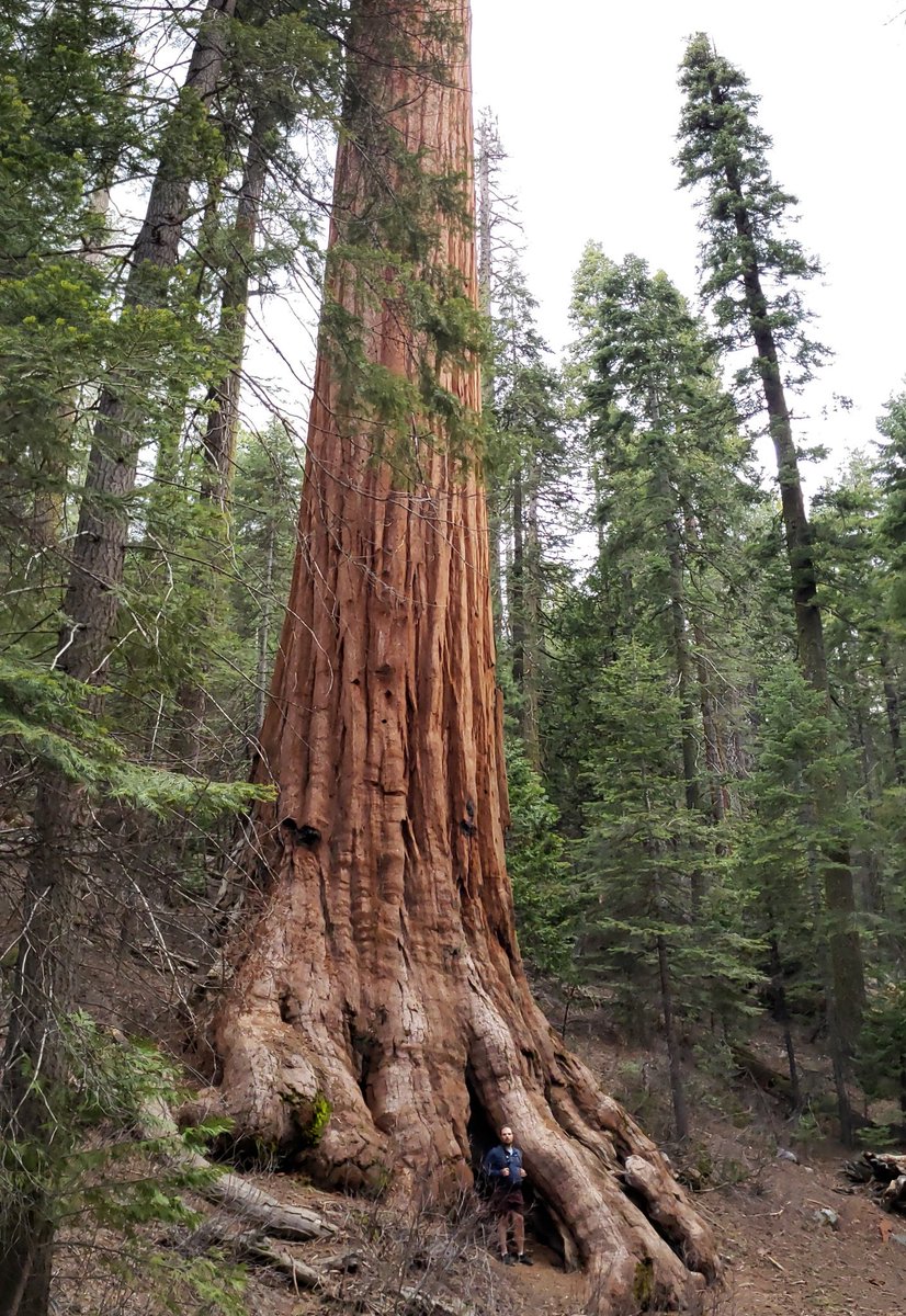 gsalingu's tweet photo. @LMikeHodson Thanks! As I've told, we're such small things... #Yosemite #sequoiagrove https://t.co/MataZ5OV4h