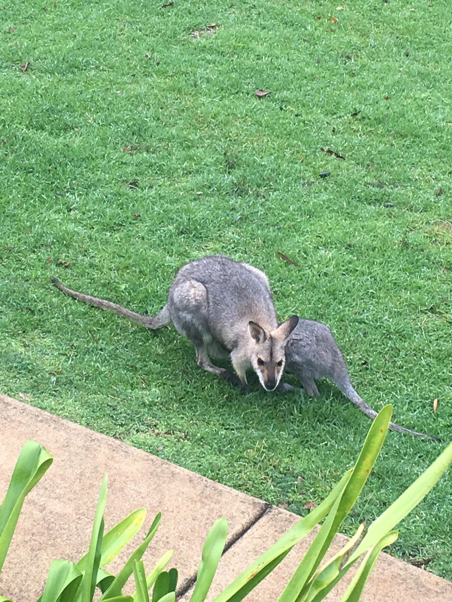 CarolynJWatson's tweet photo. Home from our mountain retreat. ♥️ The Bunyas. Such a peaceful place to visit. Hope everyone had a great Easter. https://t.co/C92afVKqZN