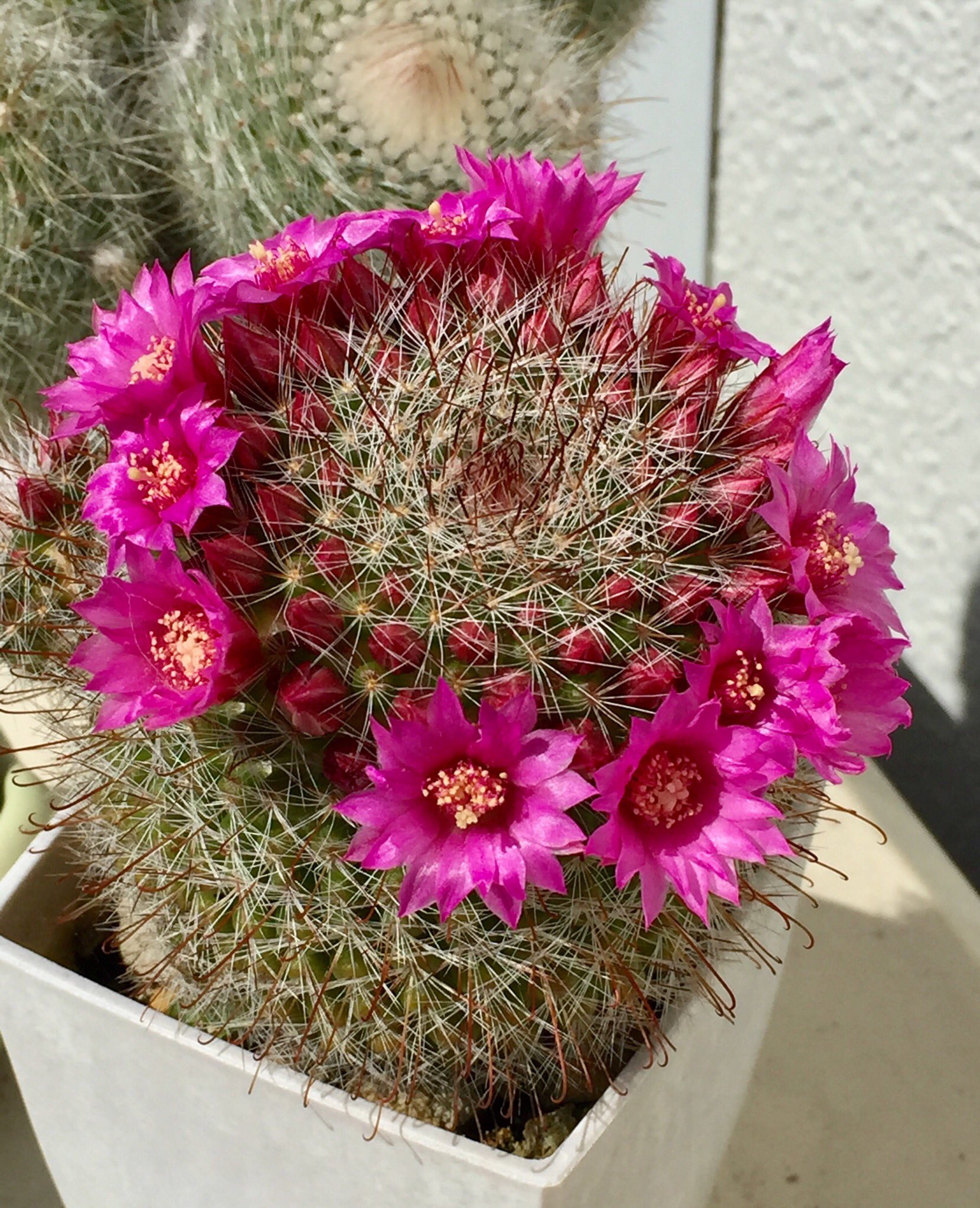 サボ花 Twitter