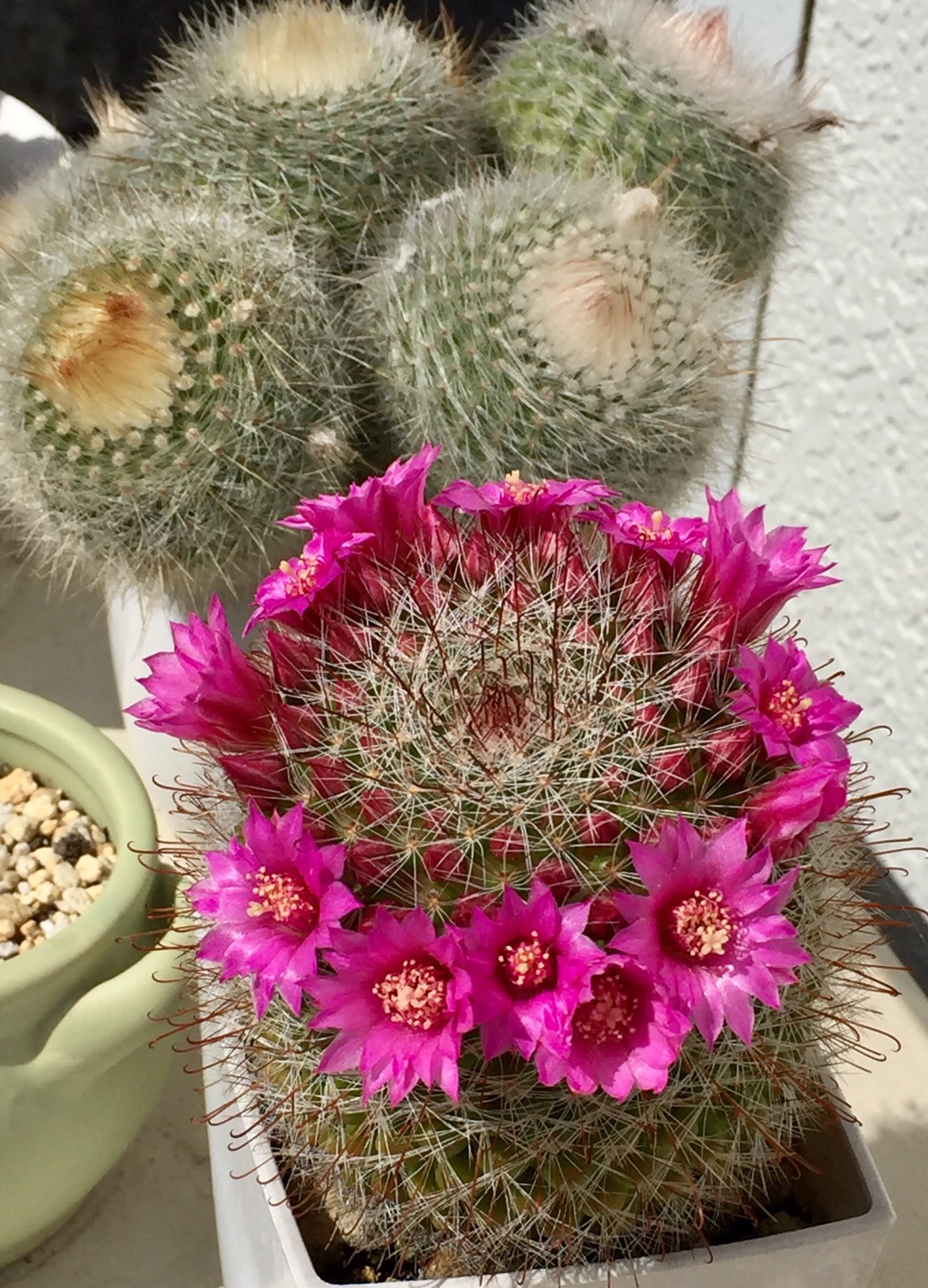 サボ花 Twitter