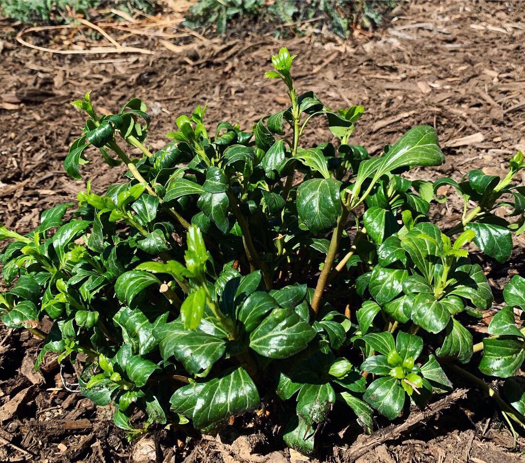 Happy Earth Day 🌱 Thanks to Senator Harlow and the Sustainability Committee, we now have a pollinator garden on campus! #SGUNO