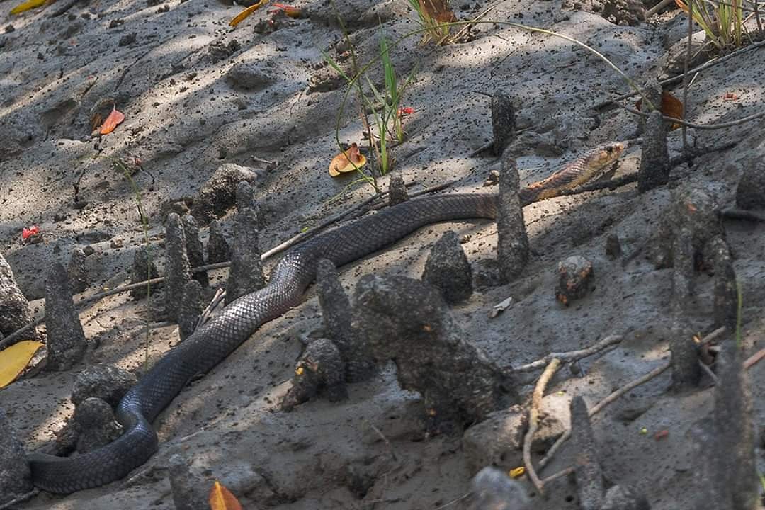 GoingWildLLP's tweet photo. Monocled Cobra (Naja kaouthia)
March 2019
#MondayMotivation #ClimateChange #EarthDay2019 #snakes #tourisme
Visit https://t.co/nSv9yqJXaC or mail to support@goingwild.in for more interesting content... 😊 https://t.co/dfDJH05GgK