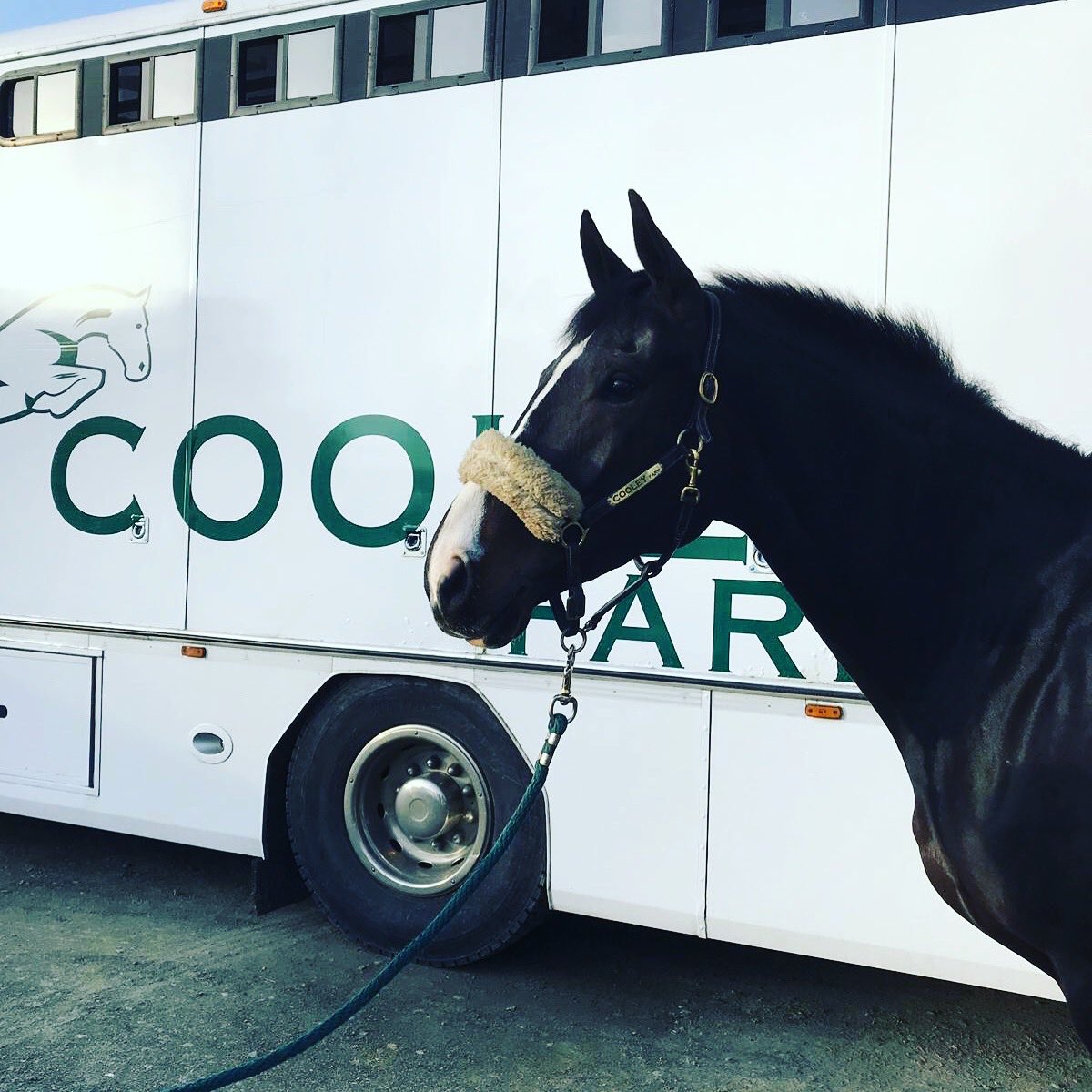 37 days to go - #roadtotatts2019 So exciting . J’Taime Cooley will compete in the Cooley Farm CCIYH2* class. <a href="/Tatts2019/">Tatts Horse Trials</a>