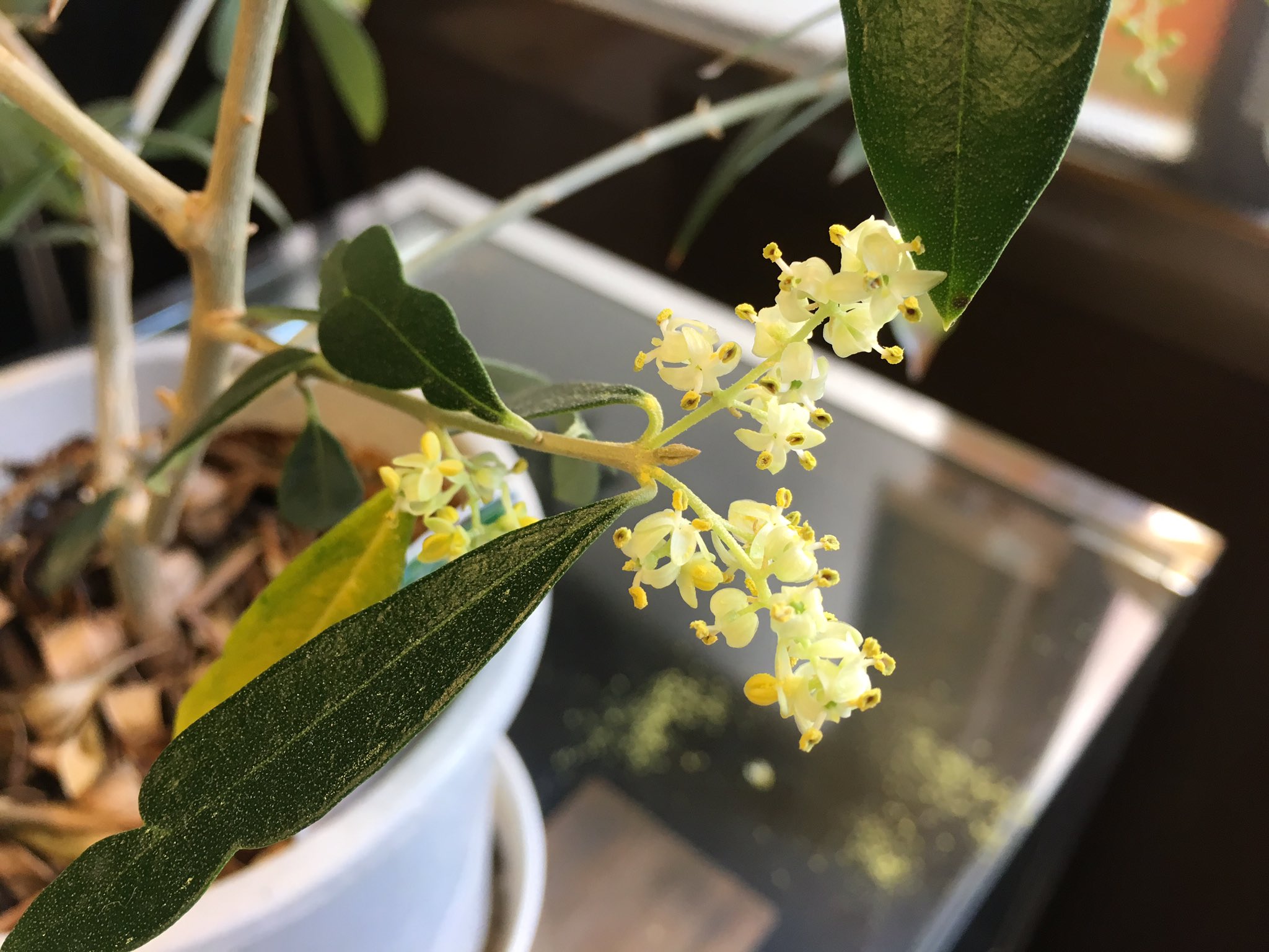 Ginshoku 銀燭 オリーブが盛大に開花しておる W 花粉ががが オリーブ オリーブの木 オリーブの花 鉢植え 観葉植物 開花 花粉が T Co Dsgaakvihx Twitter