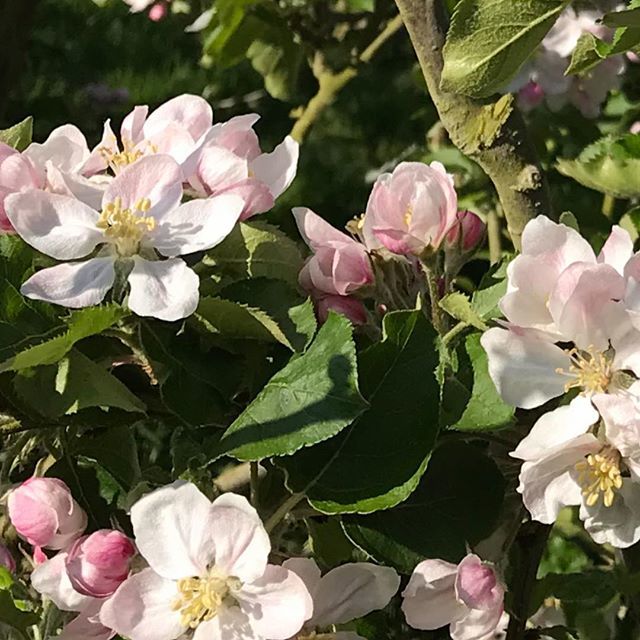 Apple blossom in beautiful abundance. What an amazing Easter weekend it has been #sunshine #beauty #nature #colour #orchards bit.ly/2vdeLFK