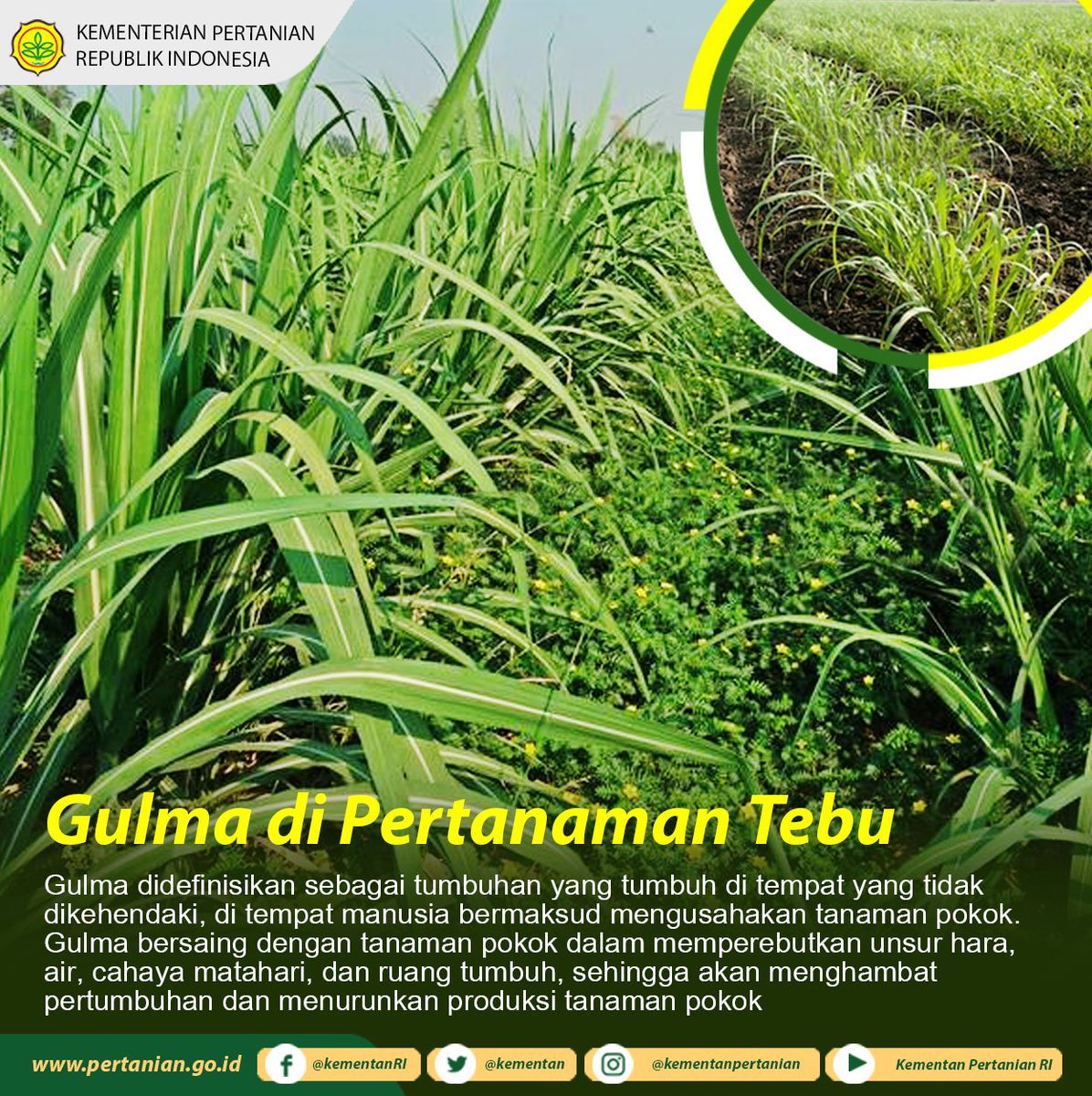 bunga: Pokok Bunga Cengkeh