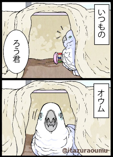 顔面で圧迫してくるオウム 