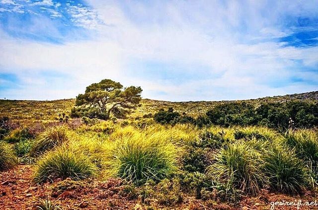 a_roesler's tweet photo. Letzte Woche auf #Mallorca: Dieser #Baum steht im Norden der Insel auf der Ebene Pla de las Basses - eine #wundervolle, fast menschenleere Steppenlandschaft. #picoftheday #tree #travelphotography #travelgram #travel #landscape #landscapephotography #hiki… https://t.co/pyglEY3sdc https://t.co/QDN9pDegpv