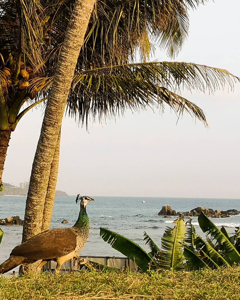 mart_aaron's tweet photo. Heart breaking news in Sri Lanka but please DON'T stay away. Beautiful island with beautiful people &amp; I'd jump a plane and go back tomorrow if I could. Civil war, tsunami &amp; now this. If ever a country deserved a break, it's Sri Lanka. #SriLankaAttacks #SriLanka https://t.co/15mx9QuXCY