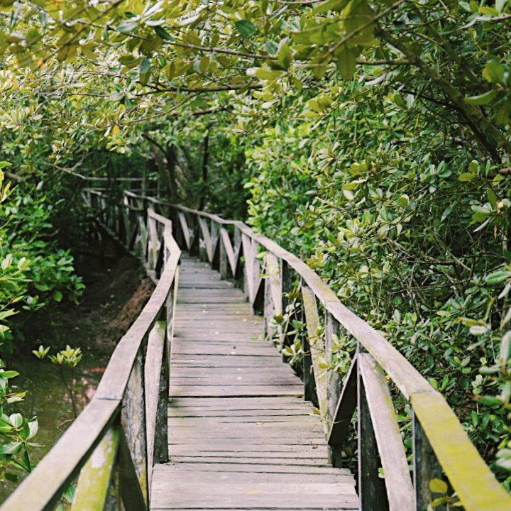 A day trip to mangrove park would be a delightful adventure. Are you ready for the quest?

#QuestHotels #ExploreBalikpapan #ArchipelagoInternational