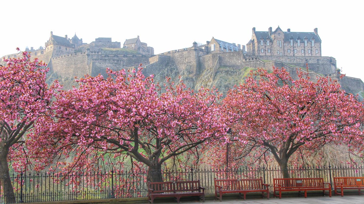 Kimkjaerside's tweet photo. We are truly spoiled for #MondayMotivation in #Edinburgh The cherry blossoms are out and the City is Pink! Happy #EasterWeekend #ScotlandIsNow #Getoutside @VisitScotland https://t.co/WGHoHX93nf