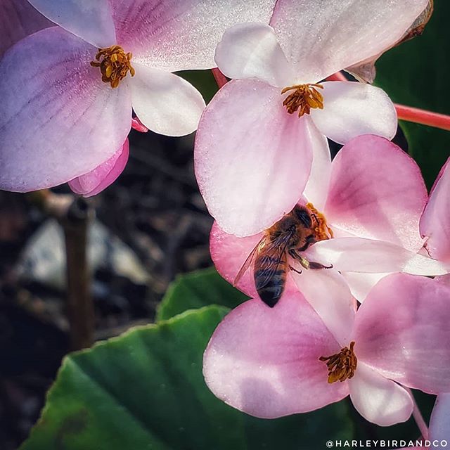 HarleybirdC's tweet photo. For the love of bees...
#bees #saveourbees https://t.co/KvftcufA4i