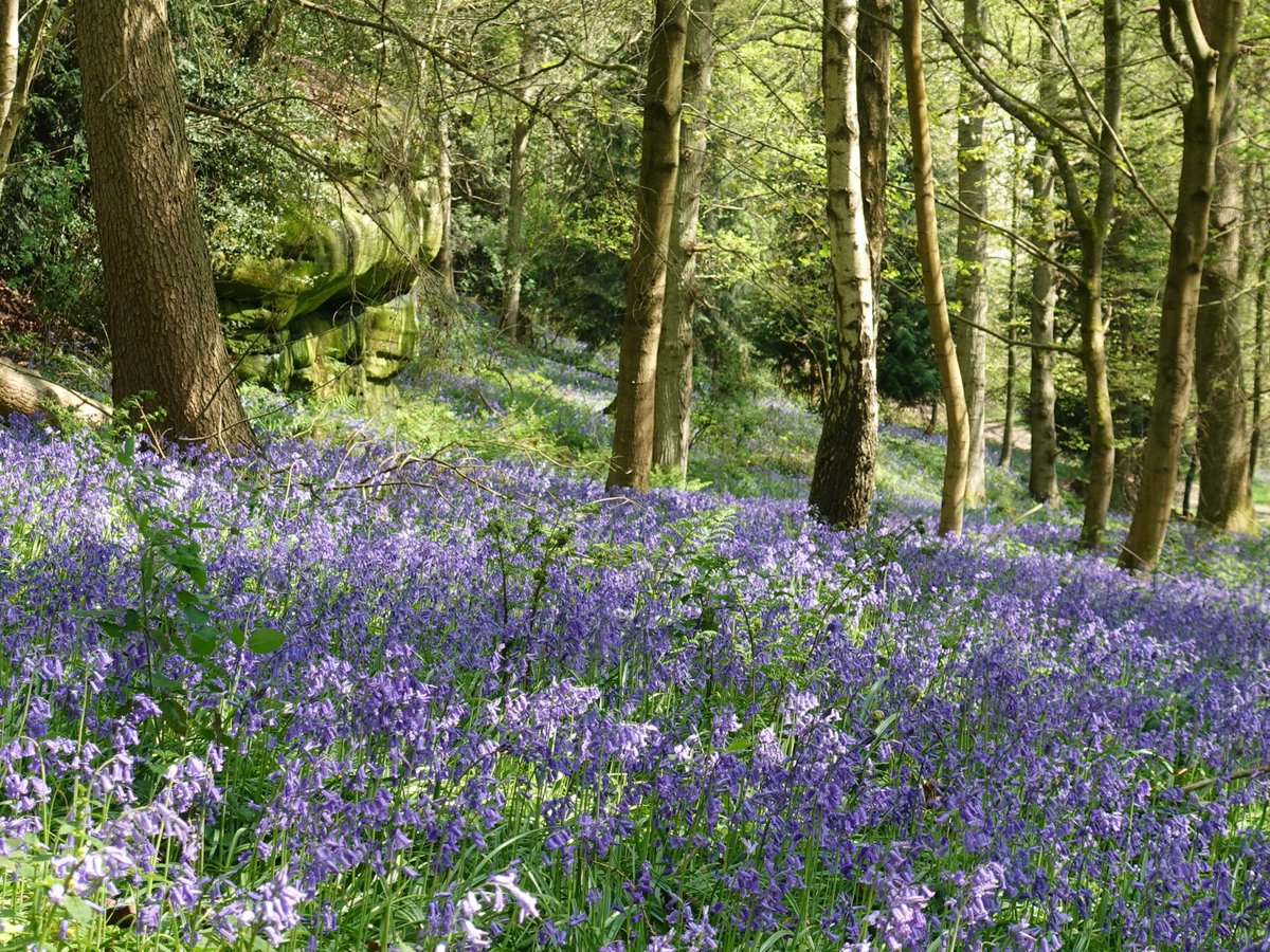 NGS Kent Gardens tweet media