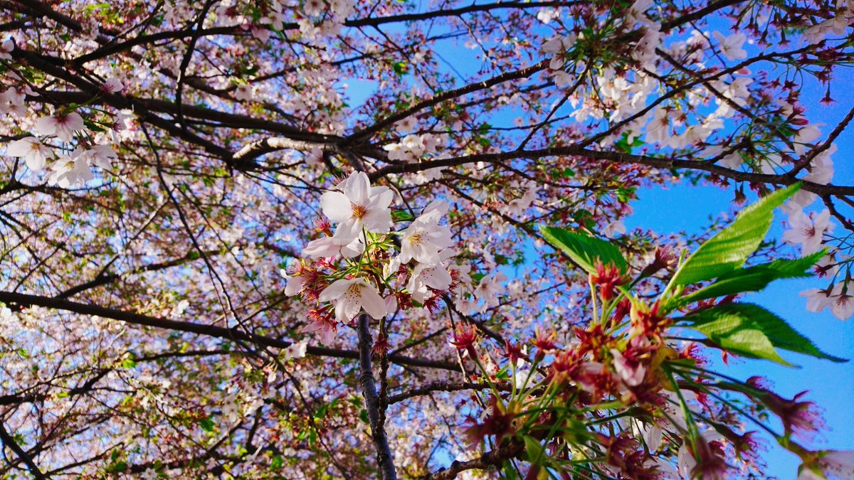 Vipera_mirai's tweet photo. だいぶ暑くなりましたね~!
桜もかなり散っちゃったかなー?
でも油断してるとまた涼しくなるかもだから体調管理はしっかりしないとね(>_<)皆様もお体は大事に!
今週日曜には周年イベントだよー
ViperaもHeart men studioも皆でお祝いしよーね!
#葉桜 #そろそろGW準備?
#Vipera #Heartmenstudio https://t.co/mQ4oZHEsbj