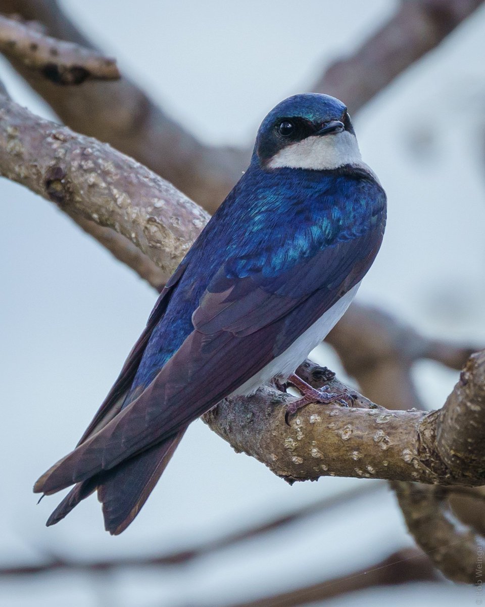 Friendly Tree Swallow

#treeswallow #swallow #friendlybirb
#wildlife #wildlifephotography #birding