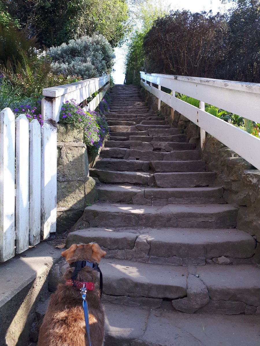 summit_north's tweet photo. Bit too gentle to call it real training but me (LP)+le pooch had a glorious wander between Boggle Hole and Robin Hood's Bay and back. An equally un-serious start to the day with a pre-wander run through GCHQ land.
#extremenetworking (there were 20+ of us at times) #SummitUpNorth https://t.co/lFhn4vmz7V