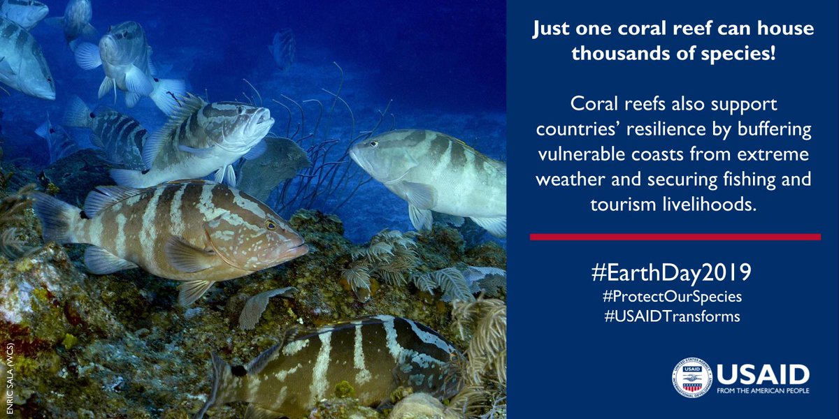 Just one coral reef can house thousands of species! Coral reefs also support countries' resilience by buffering vulnerable coasts from extreme weather and securing fishing and tourism livelihoods.