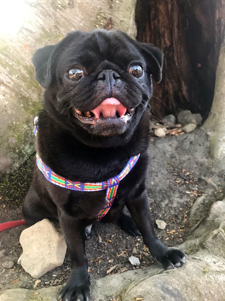 Merlin The Pug (@merlinthepug201) on Twitter photo 